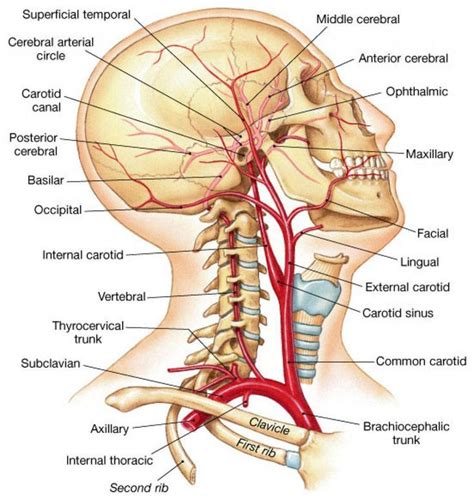 The Cardiovascular System Of The Head And Neck Arteries Anatomy Medical Anatomy Anatomy Organs