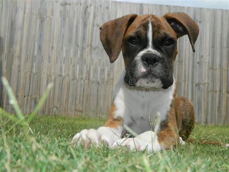 Smiling Boxer Dog Stock Image Image Of Puppy Face Happy 75335575
