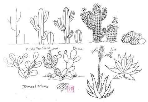 Draw Cactus By Diana Huang On Deviantart Cactus Drawing Cactus