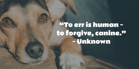25 Dog Quotes About Love And Loyalty Terribly Terrier