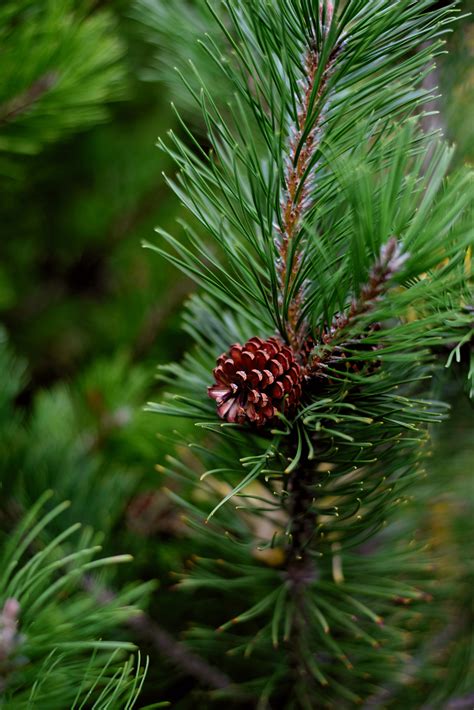 Pinus Pumila Siberian Dwarf Pine Tree Seeds Rare Quality Seeds