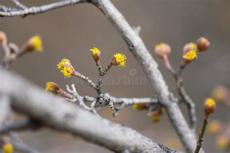 Yellow Spring Tree Buds Stock Image Image Of Leaf Ecological 176160723