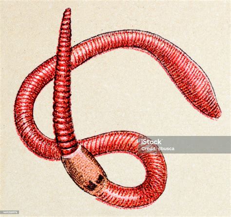 Lumbricus Terrestris Worm Animals Antique Illustration Stock