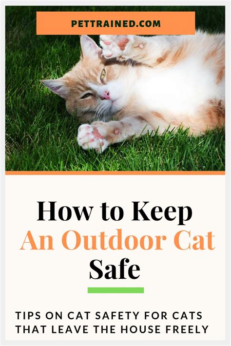How To Keep An Outdoor Cat Safe Pet Trained