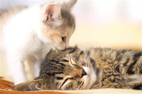 Why Do Cats Lick Each Other Reasons For Allogrooming