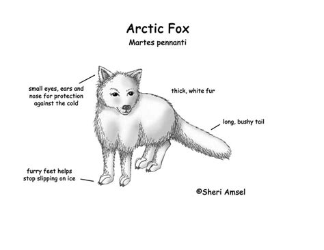 Fox Arctic