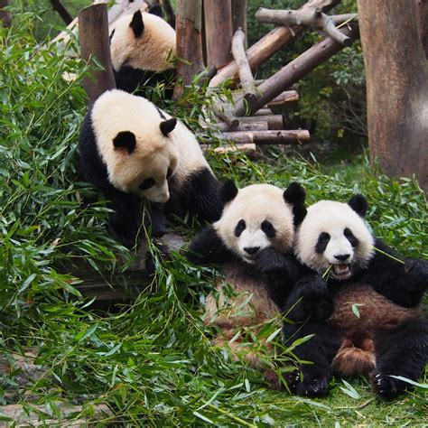 Badan Penelitian Kelestarian Panda Xiongmao Jidi Chengdu Cina