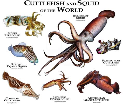 Cuttlefish And Squid Of The World Poster Print Etsy
