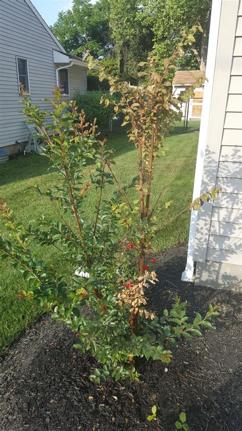 Ask A Question Forum→is My Crepe Myrtle Dying