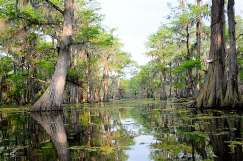 Book A Swamp Tour With Cajun Mans Swamp Tours And Adventures Barker