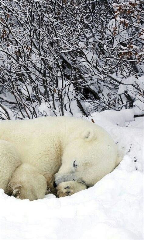 Gorgeous Sleeping Polar Bear Polar Bear Bear Stuffed Animal Bear