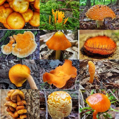 72 Colorful Mushroom Photos The Nature Treasure Hunt