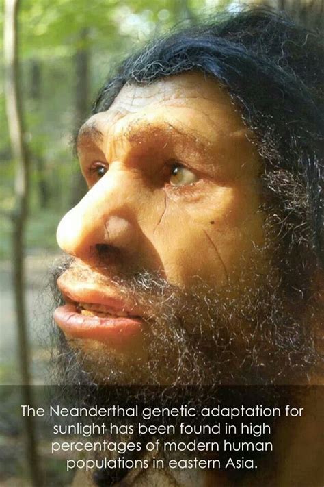 Neanderthal Lineage Ancient Humans Ancient Art Homo Heidelbergensis Paleolithic Era