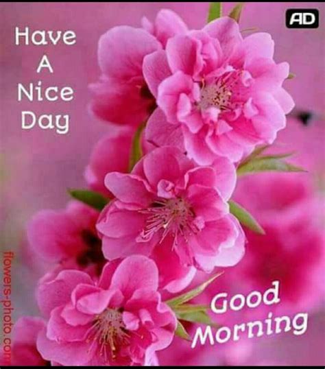 Pink Flowers With The Words Have A Nice Day Good Morning