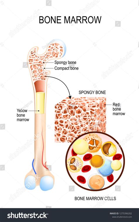 Bone Marrow Yellow Red And Blood Cells Erythrocyte
