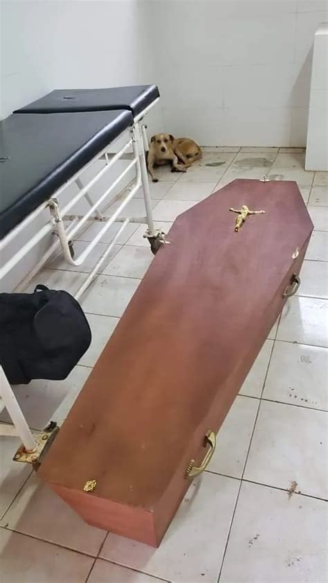 Perro Acompañó A Su Amigo Fallecido Hasta La Morgue Del Hospital