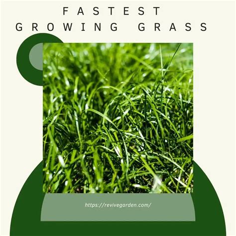 Fastest Growing Grass The Simple Guide Revive Garden