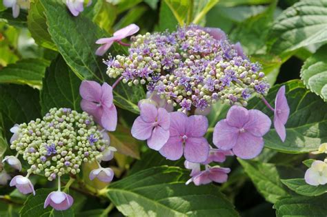 Lacecap Hydrangea Plant Care And Growing Guide