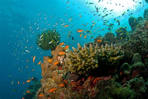 Conserving Marine Ecosystems Through The Wild Life Protection Act Is