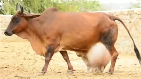 Top Highly Milking Biggest Udder Desi Cows In World Gir Cow Cholistani Cow Red Sindhi Cow