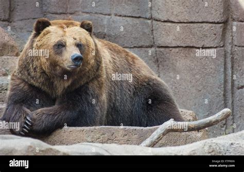 A Kodiak Bear Also Known As Alaskan Brown Bear At The Indianapolis Zoo
