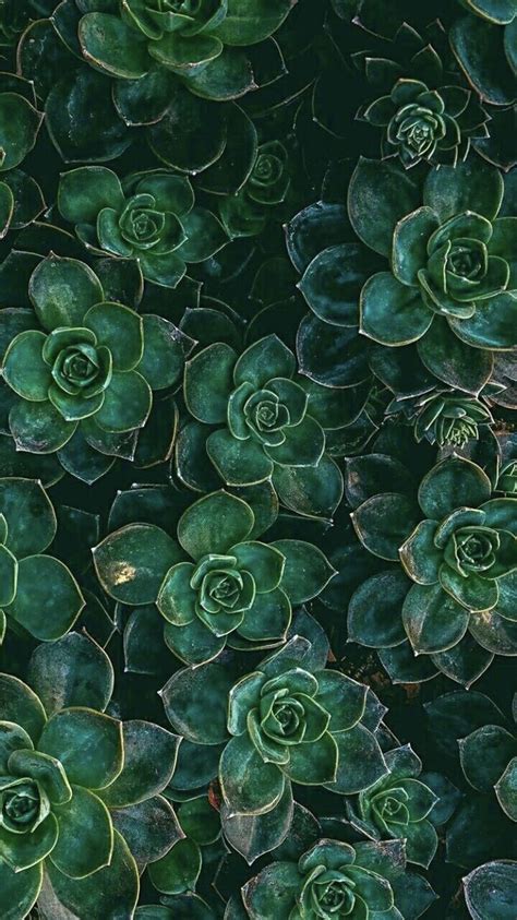 Pin By Ella On Wallpaper Nature Aesthetic Plant Aesthetic Green