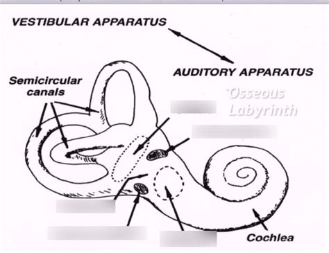 Vestibular Apparatus Auditory Apparatus Diagram Quizlet