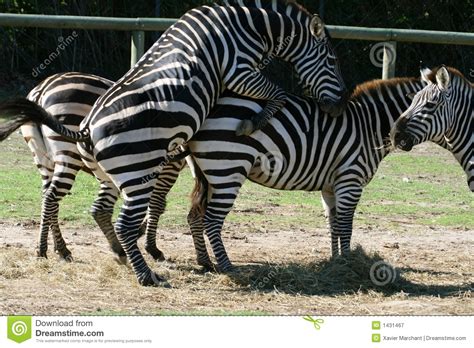 Zebra Intercourse Stock Image Image Of Bohmi Mammal