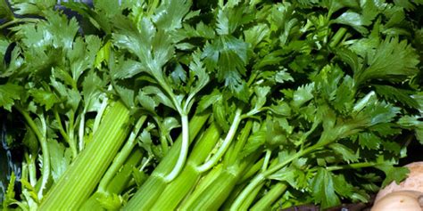 How To Grow Celery Growing Celery In Containers Celery
