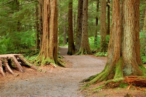 Free Tongass Natural Forest Stock Photo