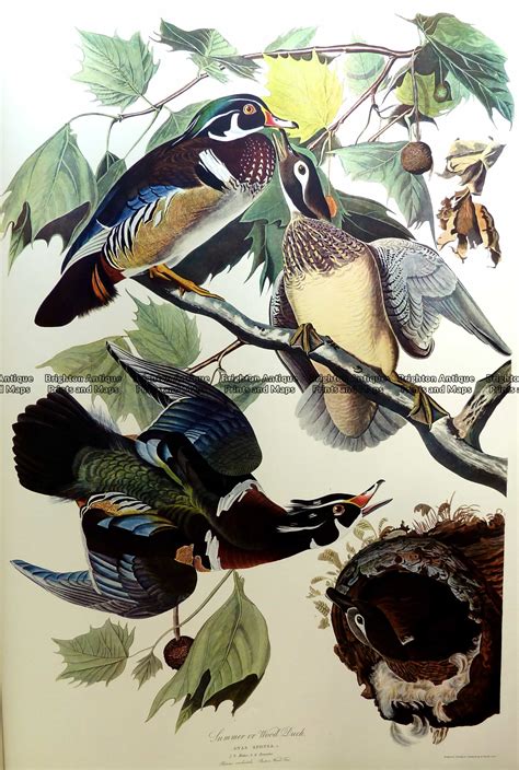 Antique Print 20 428 Wood Duck Anas Sponsa By Audubon Ariel Edition