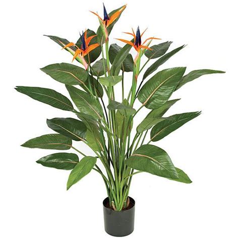 How To Take Care Of A Bird Of Paradise Plant Indoors