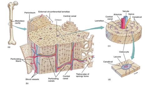 What are diplo , its function, and location? Osseous Tissue Diagram