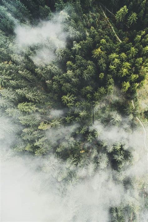 Alecsgrg “fog Over Forest By Jannik Obenhoff ” Nature