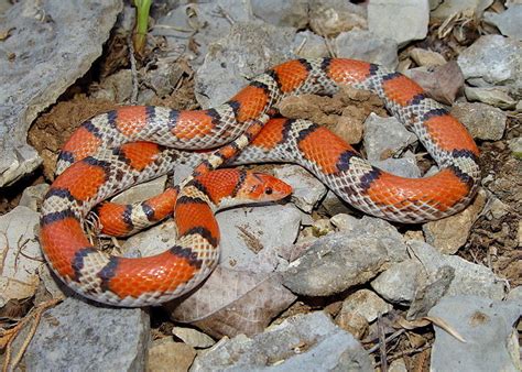 Northern Scarlet Snake Reptiles Of Alabama · Inaturalist