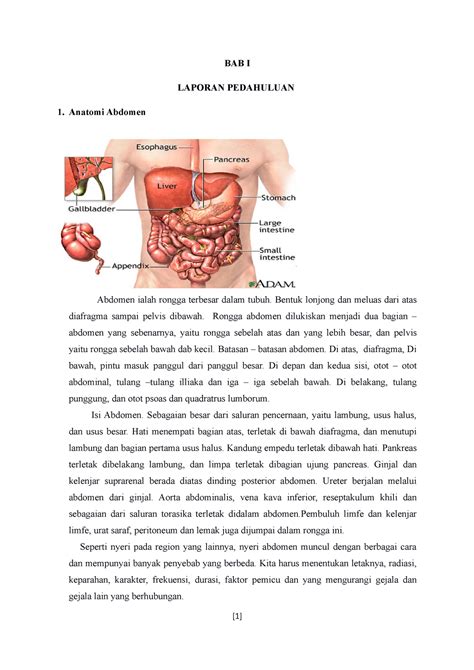 Anatomi Abdomen