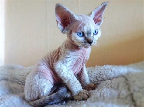 See more ideas about cats, hairless cat, sphynx cat. Hairless Cats For Sale - Cat and Dog Lovers