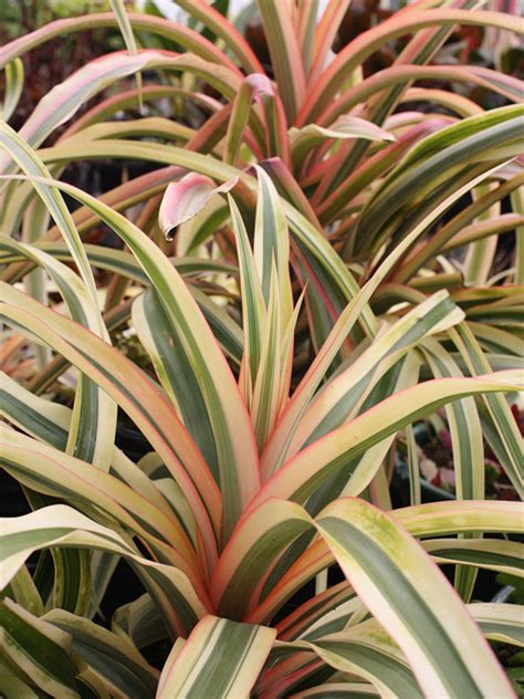 Ivory Coast Pineapple Plant Ananas Cosomus Urban Tropicals