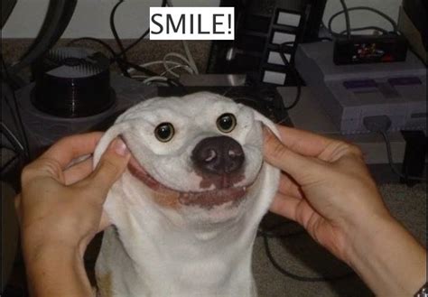 Smile Dog Funny Animal Photos Funny Dog Pictures Funny Animal Memes