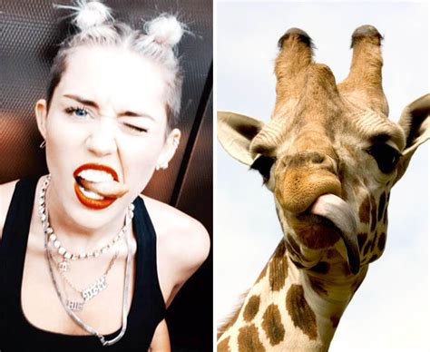 Miley Cyrus Giraffe These Animals Look Just Like Celebs Daily Star