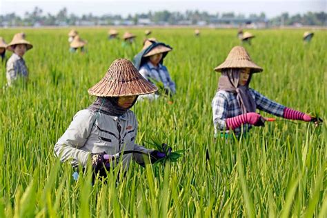 Myanmars Farmers Go Hi Tech The Asean Post