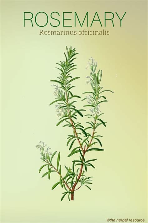 Rosemary Herb Uses Health Benefits And Side Effects Herbal Plants