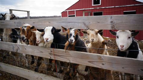 Having A Goat Shelter Ready Before Winter Arrives Is Part Of Good Herd