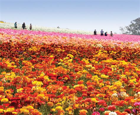 The Flower Fields At Carlsbad Ranch Return With More Than 70 Million