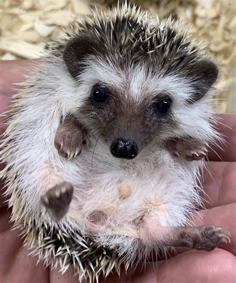 How much do hedgehogs cost in england? Baby Hedgehogs - Petclassifieds.com
