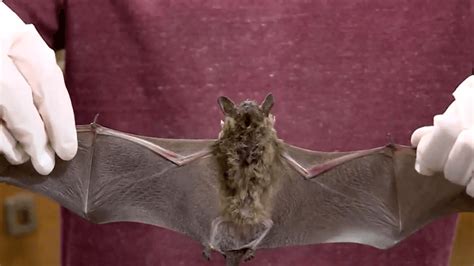 Allegan County Health Department Reports Rabies In Bat