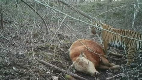 Yikes Video Shows Hungry Wild Siberian Tiger Feeding On An Ox Youtube