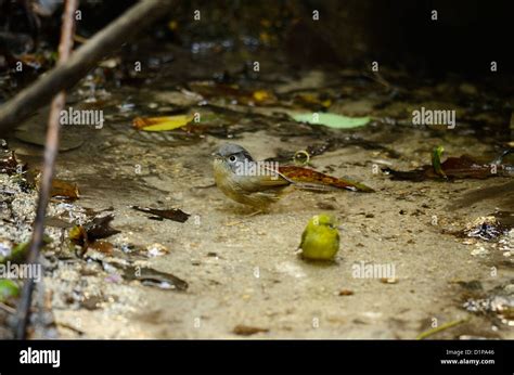 Beautiful Gray Cheeked Fulvetta Alcippe Morrisonia Showering In Thai