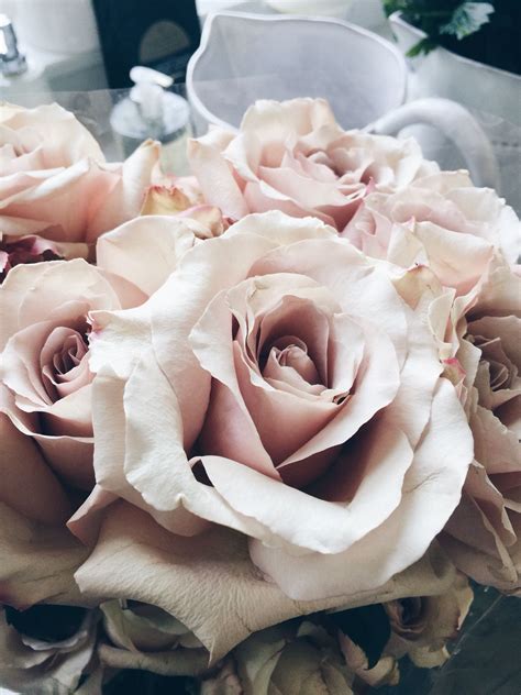 Beautiful Blush Pink Roses On The Shoot I Was Working On Today Blush