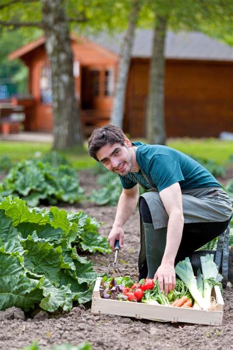 Young Attractive Farmer Harvesting Vegetables Stock Photo Image Of